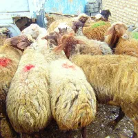 14راس میش جوان آبستن سنگین