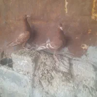 جوجه میولمنز