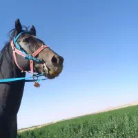 اسب سواری|اسب و تجهیزات اسب‌سواری|سردرود, |دیوار