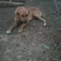 ماده بشرط گوسفند