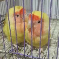 طوطی برزیلی