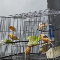 قناری ، نر و ماده . جفت نخورده.