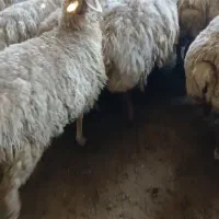 گوسفند|حیوانات مزرعه|قشلاق دشت, |دیوار