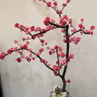 درختچه کنار سالنی