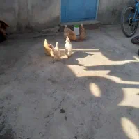 آگهی مرغ|پرنده|مارگون, |دیوار