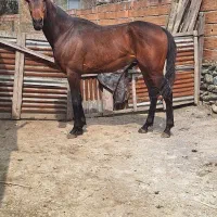 اسب دوخون نریان