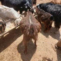 بز دوقلوزا|حیوانات مزرعه|کارزان, |دیوار