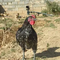 خروس گلین لری|حیوانات مزرعه|شاهین‌شهر, حاجی آباد|دیوار