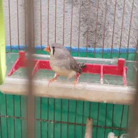 یک عددفنج ماده|پرنده|اردبیل, |دیوار