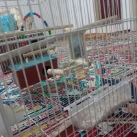 عروس هلندی نرو ماده|پرنده|مشهد, شهرک مهرگان|دیوار