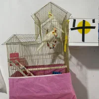 جفت عروس هلندی نیم رام سخنگو مولد لتینو روتخم|پرنده|کرمان, |دیوار