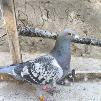 کفتر مساپتی پلاکی|پرنده|زهک, |دیوار