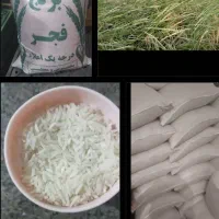 برنج فجر شمال