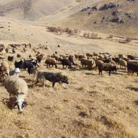 سگ گله ای|سگ|سارال, |دیوار