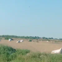 کاه|لوازم جانبی حیوانات|گنبد کاووس, |دیوار