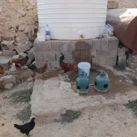 خروس محلی درشت