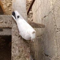 کبوتر عالی ماده|پرنده|جم, |دیوار