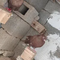 دوعدد شامی صرب