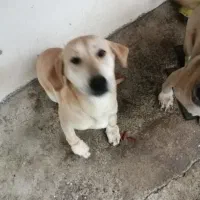 وااگذار ی ماده سگ|سگ|لاهیجان, آهندان|دیوار