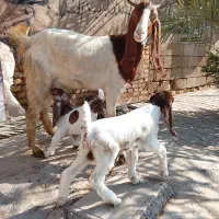 بز پلنگی با بچه دوقلو