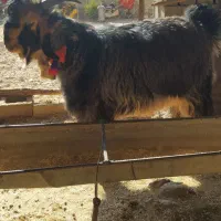 فروش بیگ تخمی