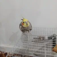 عروس هلندی|پرنده|تربتحیدریه, آغوی|دیوار