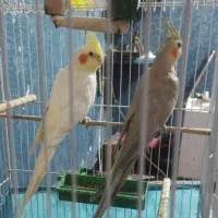 عروس هلندی باتخم وقفس امکانات کامل