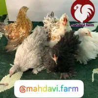 مرغ خروس/کوشین /ابریشمی/ جوجه/ نیمچه تخمگذار|حیوانات مزرعه|مشهد, شریف|دیوار