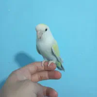 طوطی ، مرغ عشق