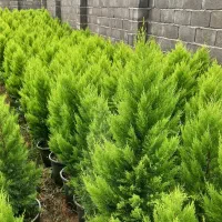 فروش گل گیاه بیرونی و گل خانه ایی