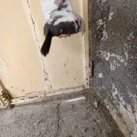 کفتر|پرنده|کرمانشاه, |دیوار