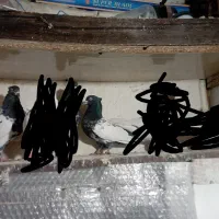 کفتر یا کبوتر