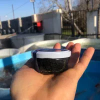 خاویار|ماهی|رشت, امین الضرب|دیوار