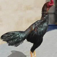 توضیحات بخون بعد بیا پی