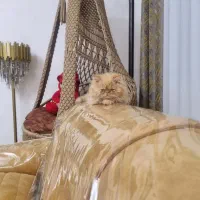 حیوان خانگی