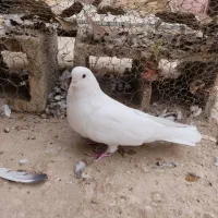 کبوتر|پرنده|فرخشهر, |دیوار