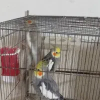 فروش عروس هلندی