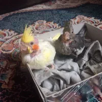 عروس هلندی|پرنده|مشهد, شهرک شهید باهنر|دیوار