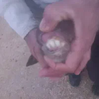 میش ابستن ..گوسفند مایه کرده|حیوانات مزرعه|رومشکان, |دیوار