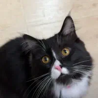 گربه نر آماده جفت گیری