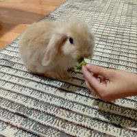 خرگوش نیمه لوپ|موش و خرگوش|قائمشهر, |دیوار