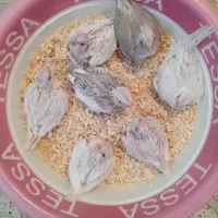 عروس هلندی سرلاکی و تازه دون خور آلبینو لوتینو...