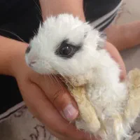 خرگوش کوچک فوقالعاده باهوش و دستی|موش و خرگوش|فلاورجان, |دیوار