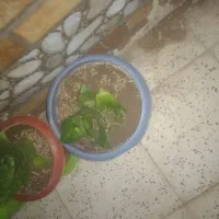 گل آپارتمانی