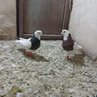 طوقی|پرنده|نظرآباد, نجم آباد|دیوار