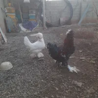 خروس ومرغ سلطان