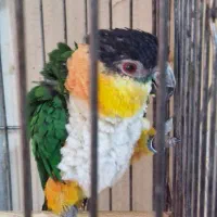 طوطی کایک نر پنج ساله|پرنده|تهران, جیحون|دیوار