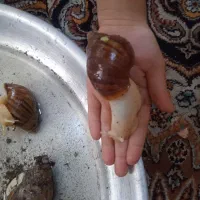 حلزون