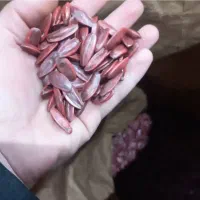بذرآفتابگردان اس ۴۰۰ هیبریدکانادایی اصل