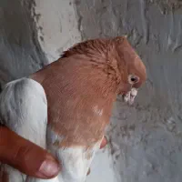 پرنده|پرنده|بروجرد, |دیوار